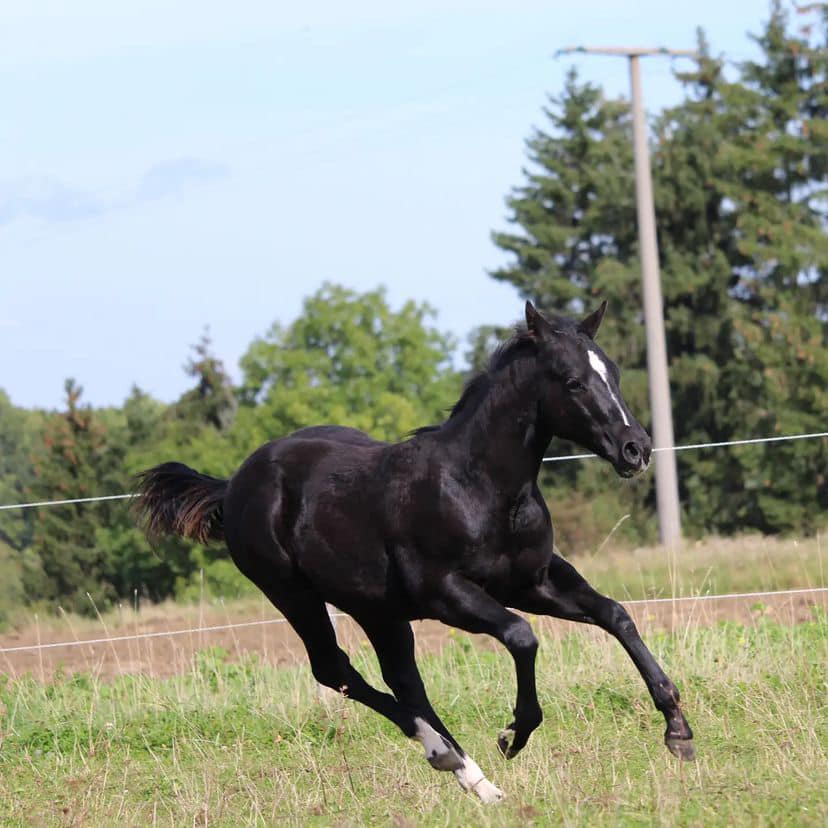 Young Quarter Horses For Sale